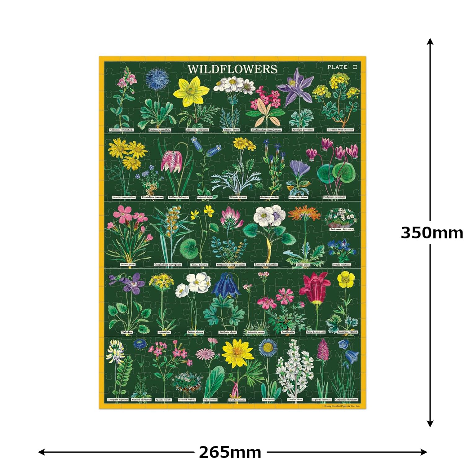 Amazon.com: Cavallini & Co Wildflowers Mini Puzzle, 240 Pieces